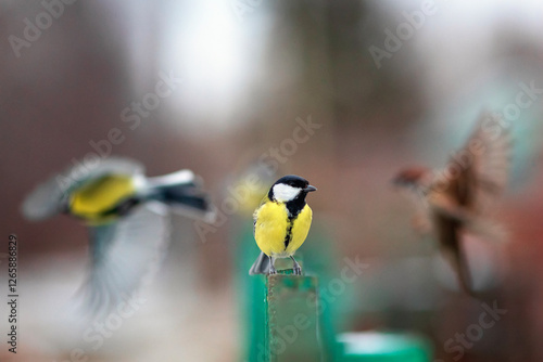 bright tit stands on wooden fence in garden among flying birds