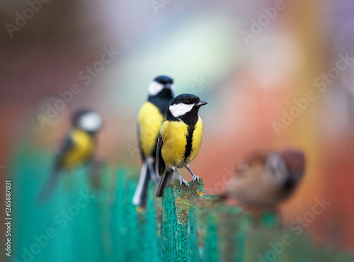 bright tit birds standing on wooden fence in garden