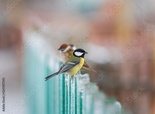 funny birds bright tits and plump sparrows sitting in a row on a wooden fence...