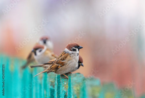 sparrow on a branch