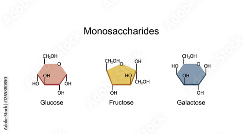 Monosaccharides, glucose, galactose and Fructose molecules, chemical structure. Carbohydrates Digestion. Vector Illustration.