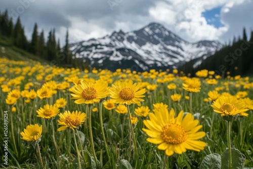 A field of yellow wildflowers in full bloom stretches towards a snow-capped mountain range under a partly cloudy sky. The foreground is sharply focused on several flowers photo