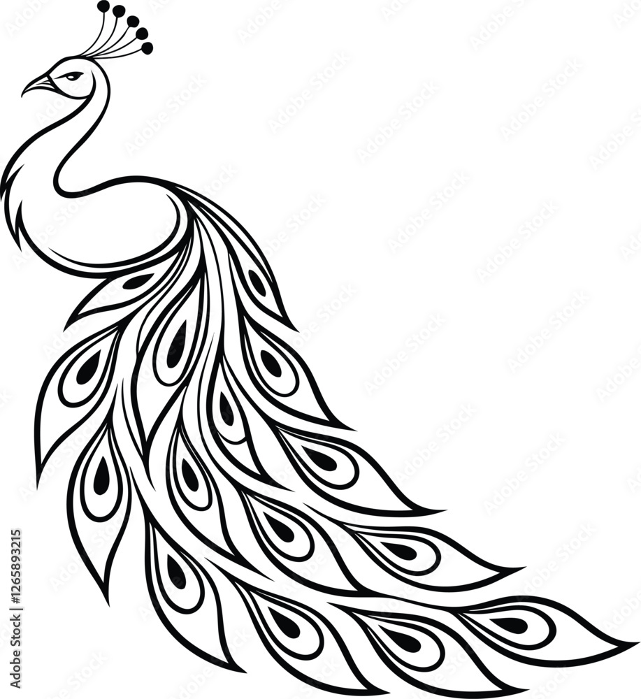 Fototapeta premium Elegant Line Art Peacock Illustration, Bird, Feathers, Design, Graphic