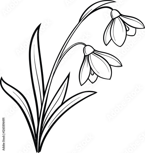 Elegant Line Drawing of Delicate Snowdrop Flowers in Bloom