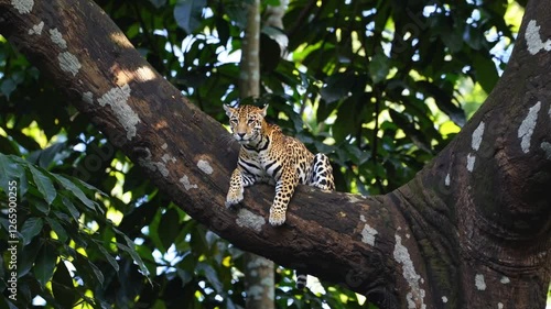 Slow Motion Shot of a Jaguar Observing the Jungle Below from a High Branch – Majestic and Powerful Presence, Sharp Focused Gaze, Sunlight Filtering Through Dense Canopy, Lush Green Foliage, Gentle