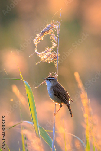 Sedge Warbler, Acrocephalus schoenobaenus, singing during sunset photo