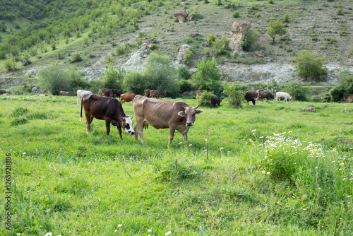 cow in grass ature abckground photo