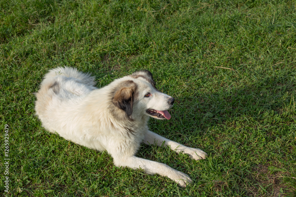 white dog on green grass abckground white dog on green grass abckground