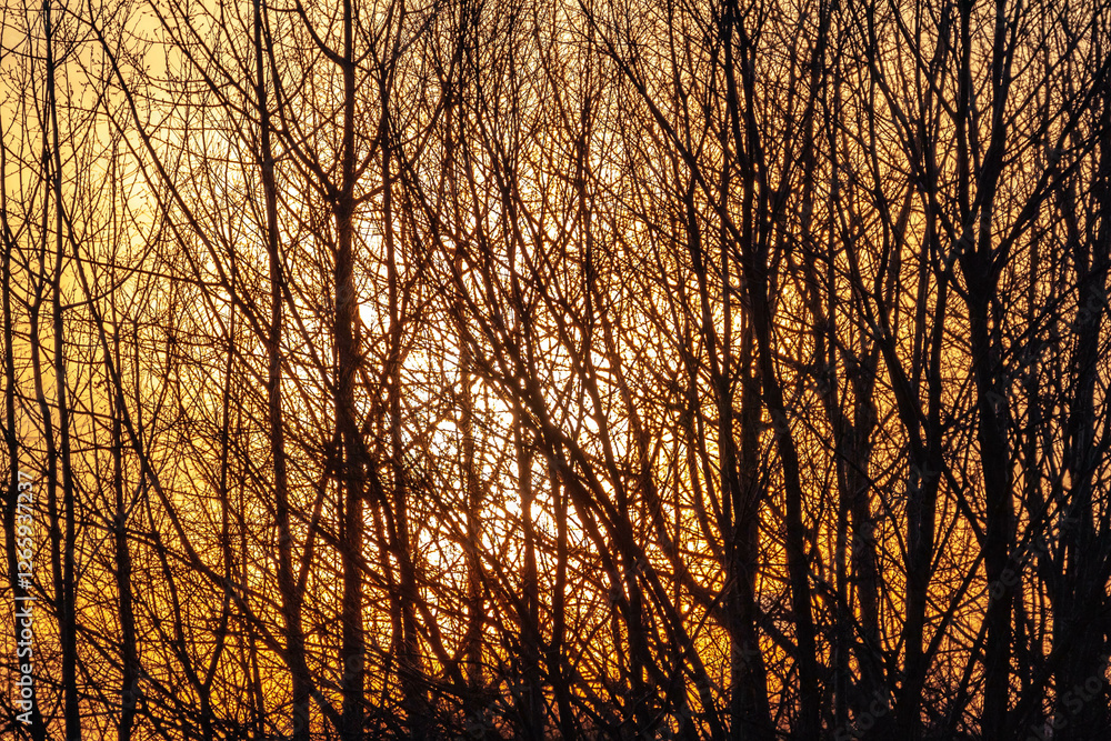 Silhouette of bare tree branches in backlight during winter sunset. Russia Silhouette of bare tree branches in backlight during winter sunset. Russia