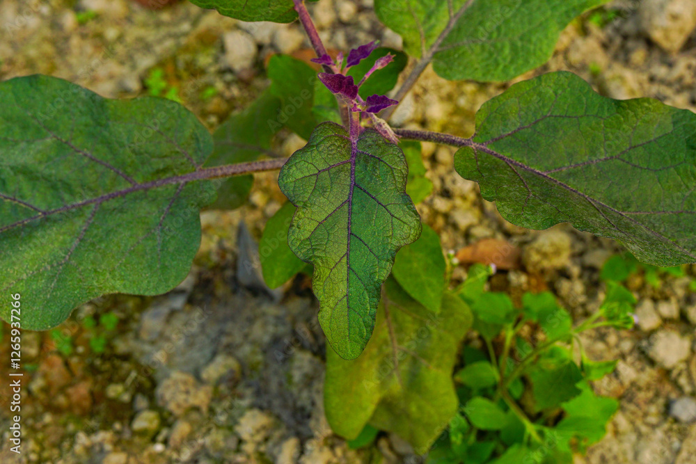 Close-up of aubergine or eggplant leaves Close-up of aubergine or eggplant leaves
