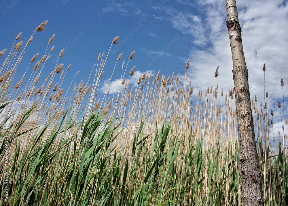 Fototapeta premium A view of a landscape