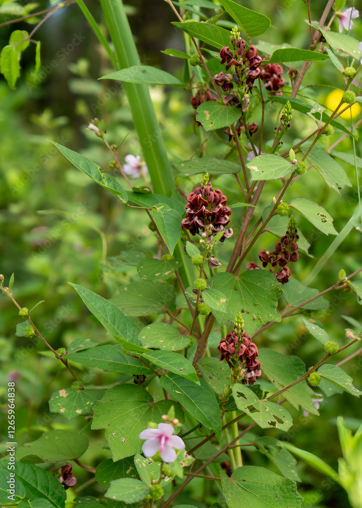 Apios americana, American groundnut, a twining vine with copper to maroon compact racemes of pea-like flowers. A native plant in the legume family. Apios americana, American groundnut, a twining vine with copper to maroon compact racemes of pea-like flowers. A native plant in the legume family.