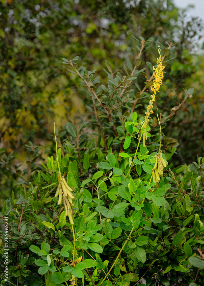 Crotalaria longirostrata, chipilin, a perennial legume native to Mexico and Central America. Shows leaves, flowers, and seed pods. Invasive plant outside its native range. Crotalaria longirostrata, chipilin, a perennial legume native to Mexico and Central America. Shows leaves, flowers, and seed pods. Invasive plant outside its native range.