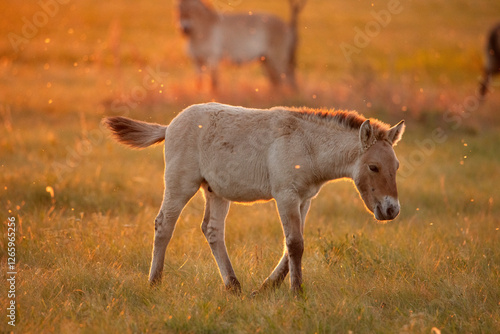 Przewalski's wild horse foal in the Ural steppe at sunset. Rare and endangered species, almost wiped out in the 20th century, now reintroduced at the steppes of South Ural photo