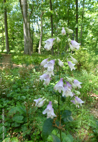 Foxglove Beardtongue, Penstemon digitalis, with many lavender and white flowers, leaves, and buds on a tall stem. photo