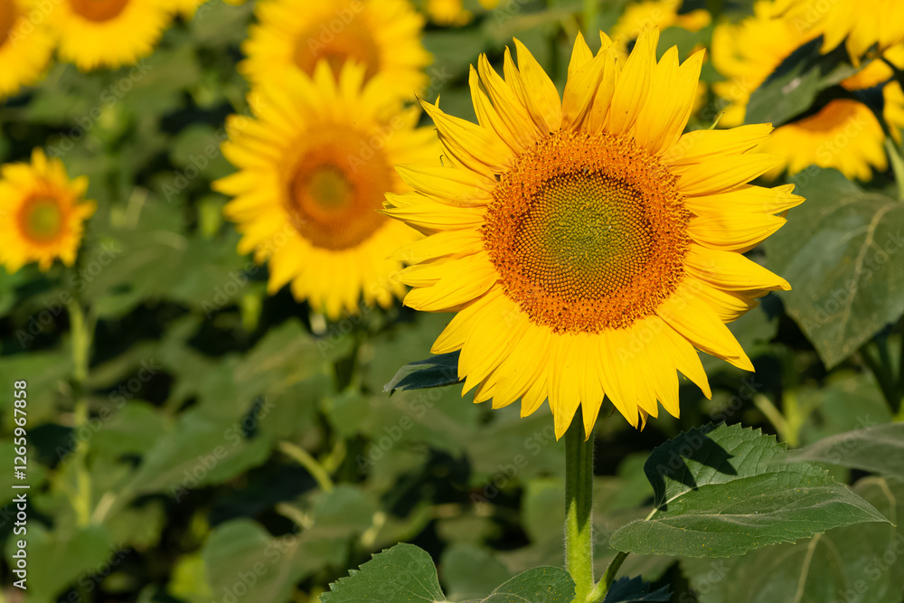 yellow flowers, agricultural products. photos of sunflowers. yellow flowers, agricultural products. photos of sunflowers.