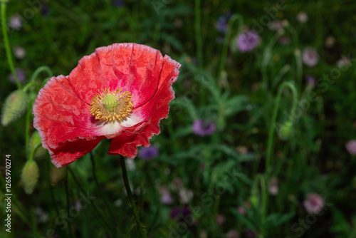 Large pink poppies on a background of green leaves.