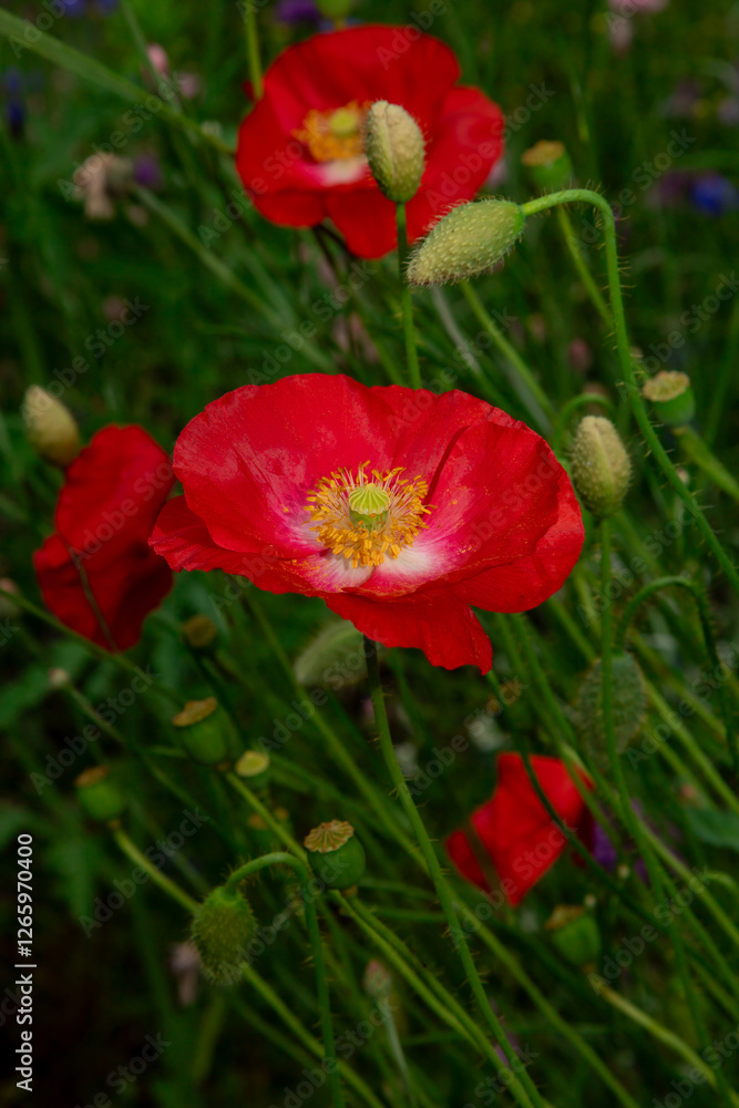 Large pink poppies on a background of green leaves. Large pink poppies on a background of green leaves.