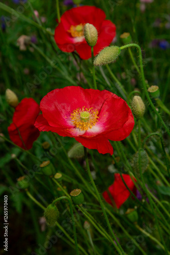 Large pink poppies on a background of green leaves.