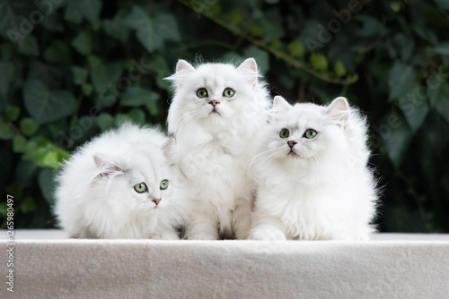 Quadro em tela Three white fluffy kittens with green eyes are sitting next to each other on a t