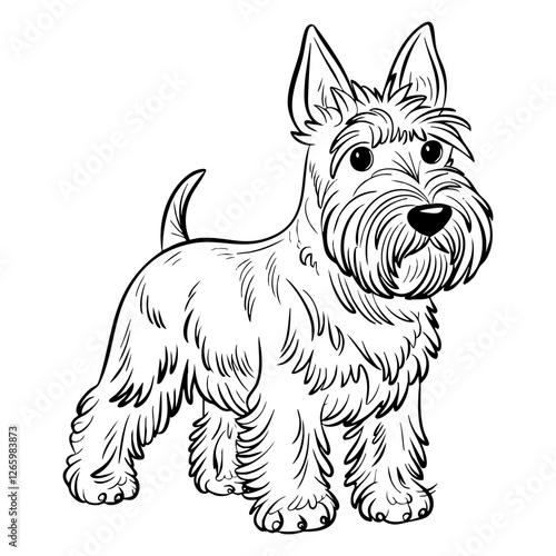 scottish terrier dog on a white background