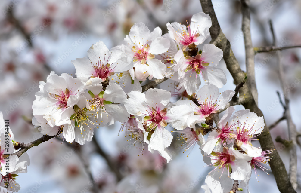 photos of flowering apricot tree and apricot flowers photos of flowering apricot tree and apricot flowers