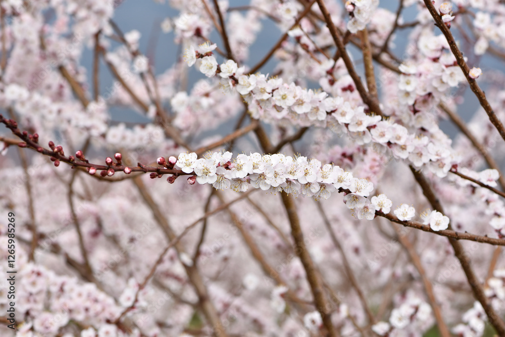 photos of flowering apricot tree and apricot flowers photos of flowering apricot tree and apricot flowers
