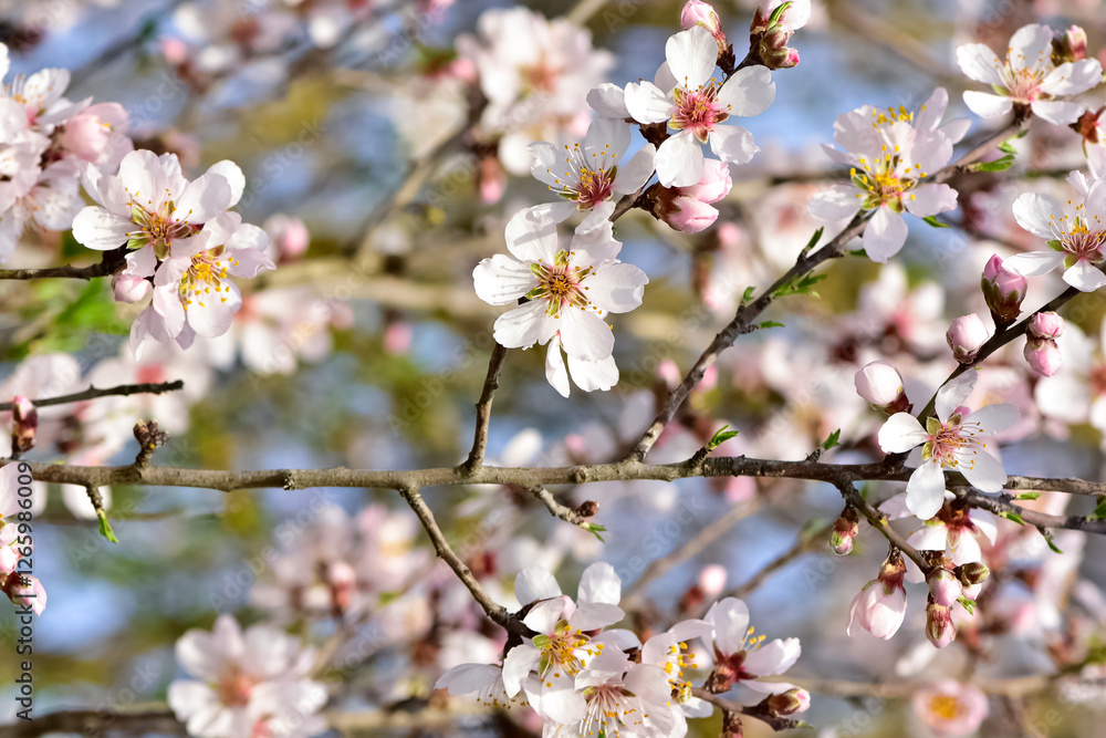 photos of flowering apricot tree and apricot flowers photos of flowering apricot tree and apricot flowers