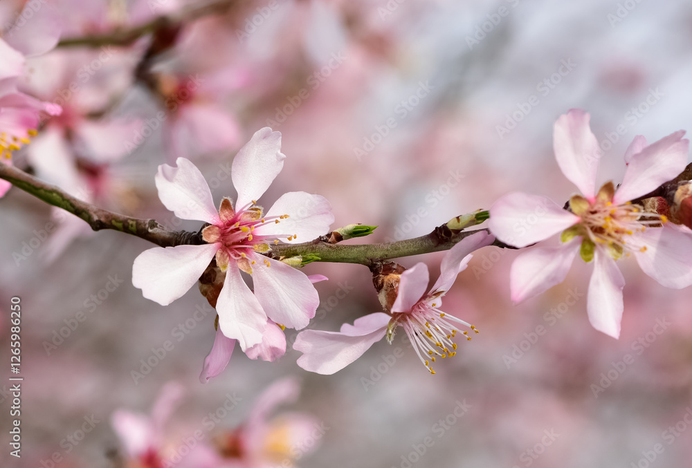 photos of flowering apricot tree and apricot flowers photos of flowering apricot tree and apricot flowers