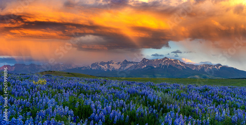 Canvas Print A lush field of wildflowers with snowy mountains at sunset in Colorado
