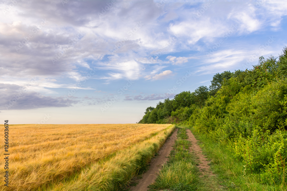 Country road near the forest on the edge of a barley field. Beautiful summer landscape Country road near the forest on the edge of a barley field. Beautiful summer landscape