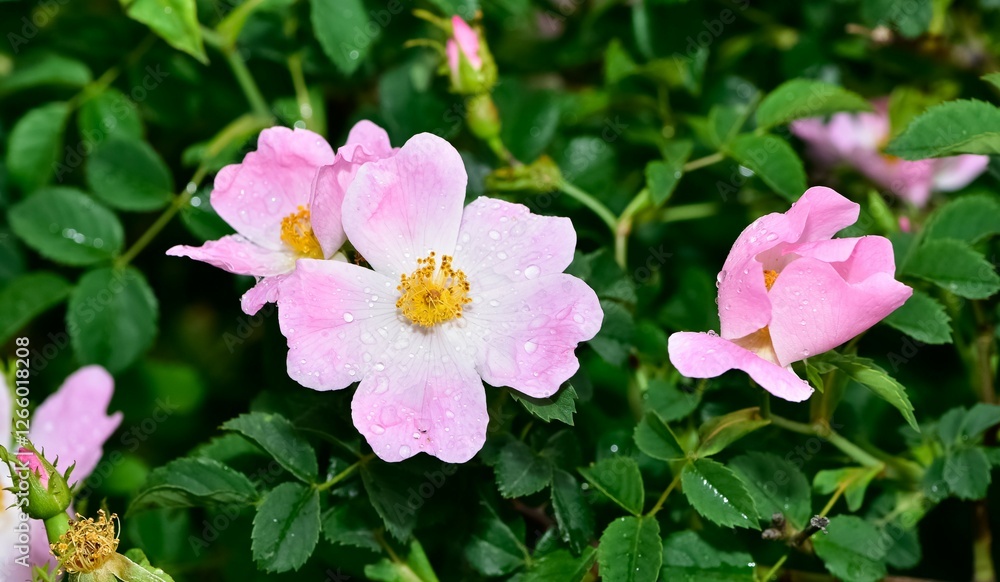 Natural flowers growing in rural areas. rosehip flower photos. Natural flowers growing in rural areas. rosehip flower photos.