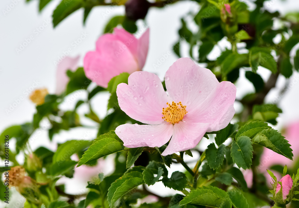 Natural flowers growing in rural areas. rosehip flower photos.