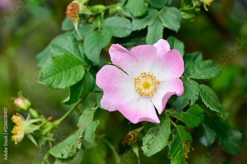 Natural flowers growing in rural areas. rosehip flower photos. photo