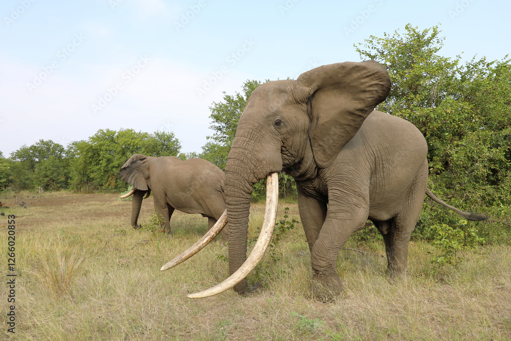 Obraz premium Afrikanischer Elefant / African elephant / Loxodonta africana