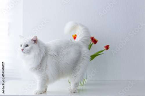 Fotografie A beautiful, long-haired white turkish angora cat with fluffy fur sits gracefully on a minimalist white table near a vase with bouquet of red and yellow tulips