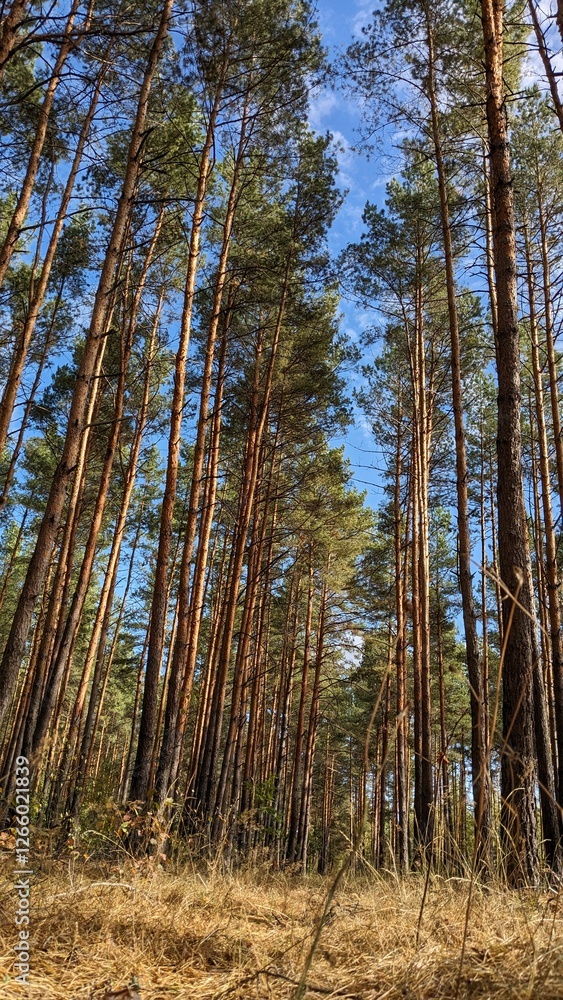 forest, tree, trees, woods, pine, landscape, nature, autumn, wood forest, tree, trees, woods, pine, landscape, nature, autumn, wood