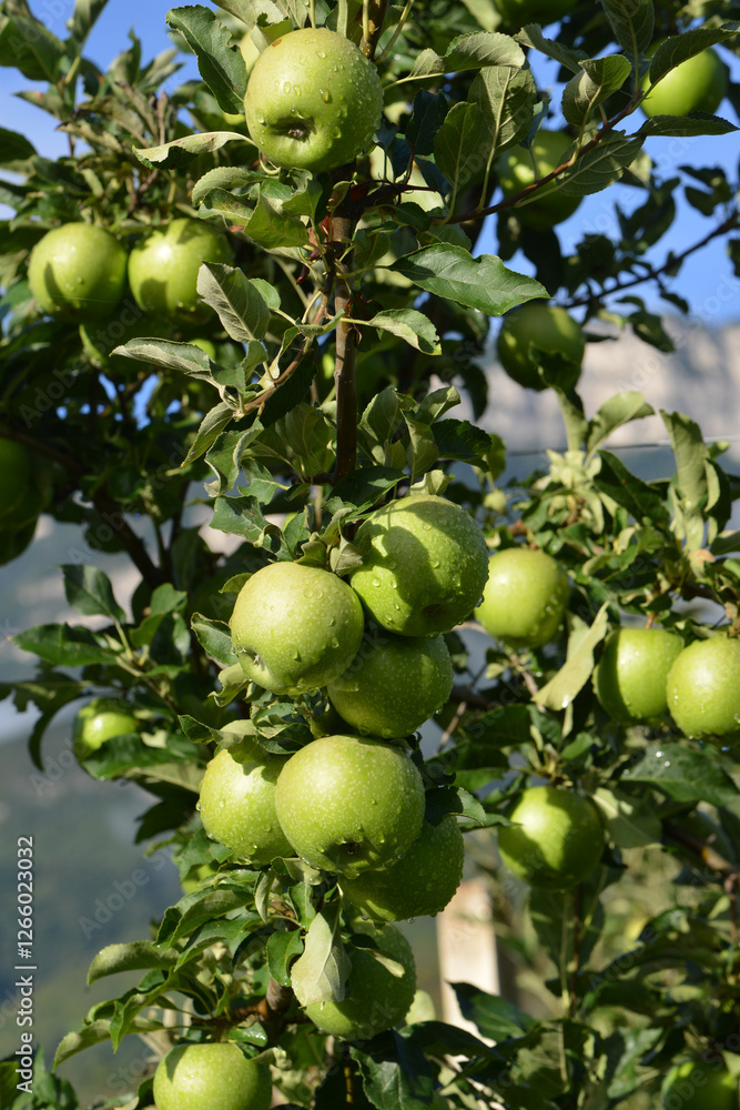 Apfel, Malus domestica, Granny Smith Apfel, Malus domestica, Granny Smith