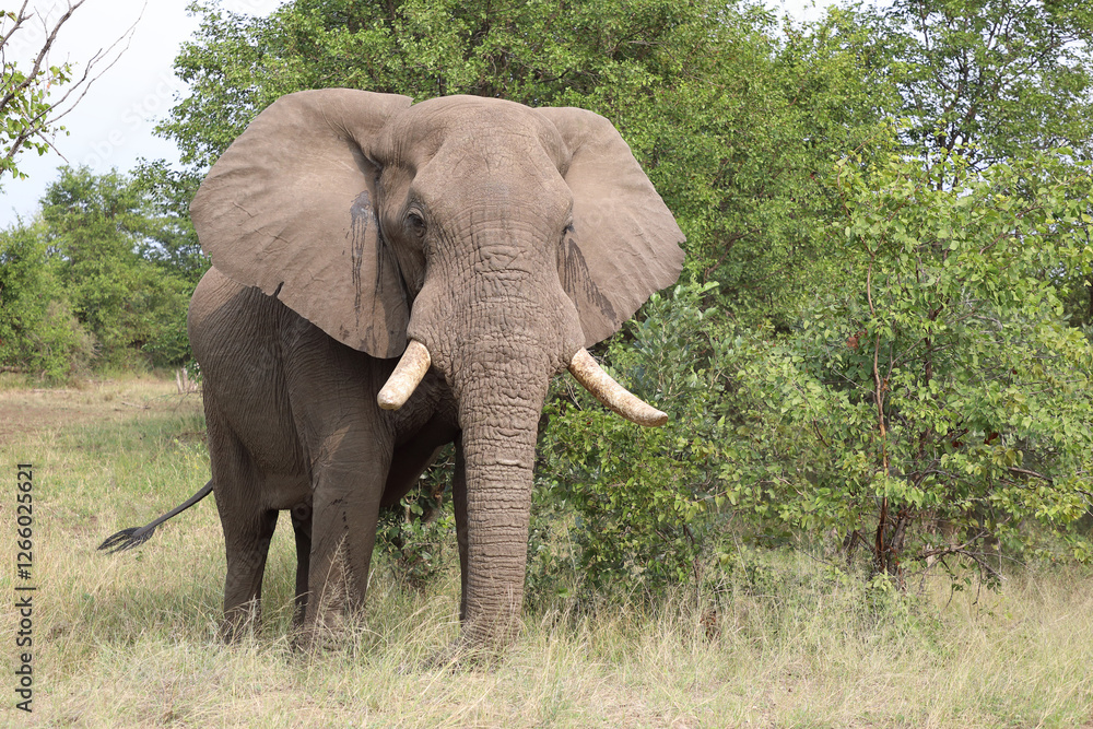 Fototapeta premium Afrikanischer Elefant / African elephant / Loxodonta africana