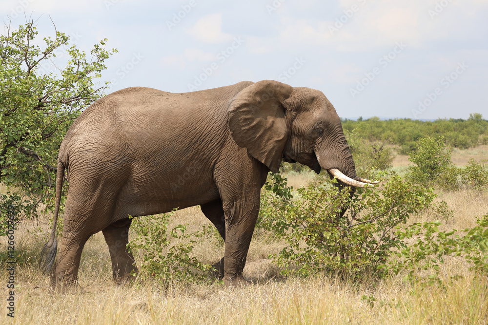 Fototapeta premium Afrikanischer Elefant / African elephant / Loxodonta africana