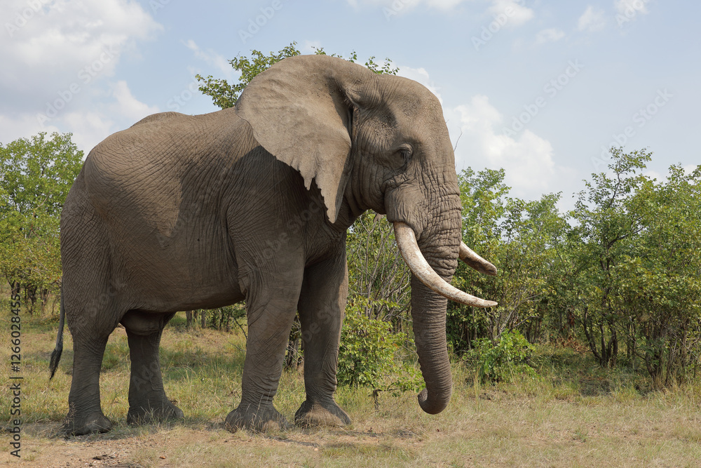 Afrikanischer Elefant / African elephant / Loxodonta africana Afrikanischer Elefant / African elephant / Loxodonta africana