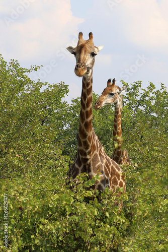 Canvas Print Giraffe / Giraffe / Giraffa camelopardalis