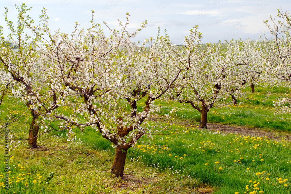Sauerkirsche, Weichselkirsche, Prunus cerasus Sauerkirsche, Weichselkirsche, Prunus cerasus