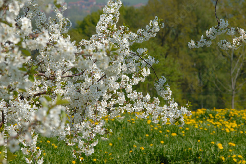 Sauerkirsche, Prunus cerasus photo