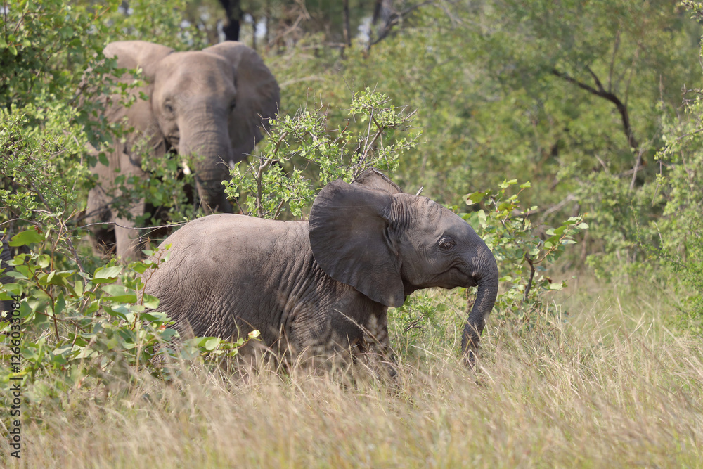 Fototapeta premium Afrikanischer Elefant / African elephant / Loxodonta africana