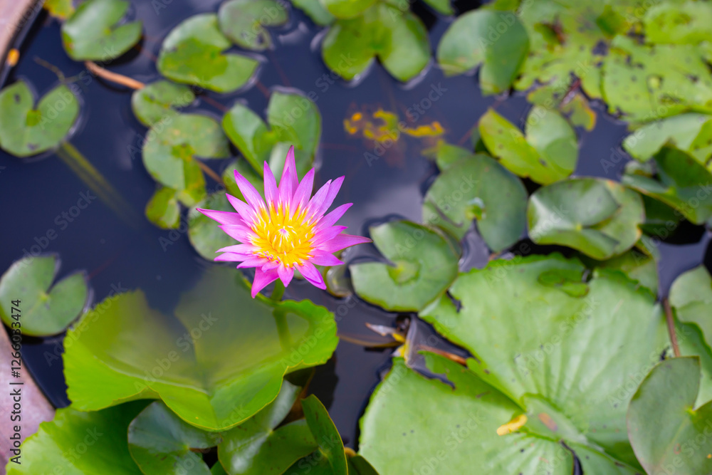Beautiful water lily. Lotus flower with green leaves Beautiful water lily. Lotus flower with green leaves