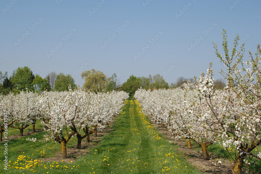 Sauerkirsche, Weichselkirsche, Prunus cerasus Sauerkirsche, Weichselkirsche, Prunus cerasus