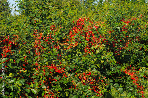 Sauerkirsche,  Weichselkirsche, Prunus cerasus photo