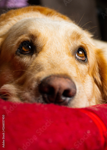 Close-up of a golden retriever’s eyes resting on a red blanket. A touching image showcasing warmth, emotion, and companionship.