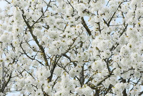 Süßkirsche,  prunus avium,  Blüte photo